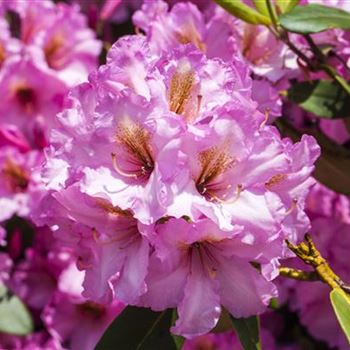 Rhododendron 'Scintillation'