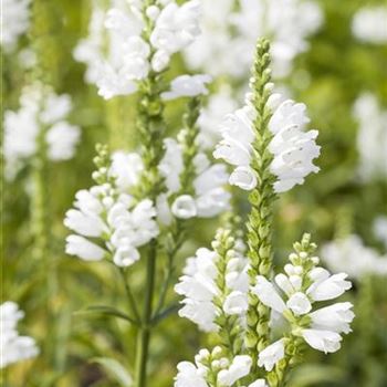 Physostegia virginiana 'Summer Snow'