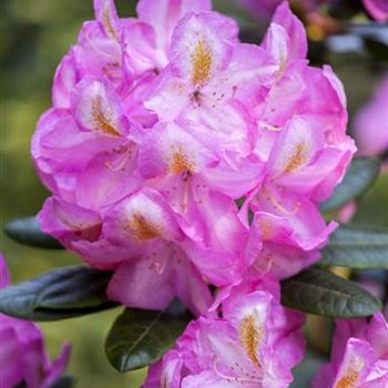 Rhododendron 'Scintillation'