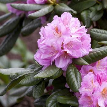 Rhododendron 'Scintillation'