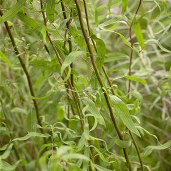 Salix matsudana 'Tortuosa'