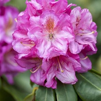 Rhododendron 'Scintillation'