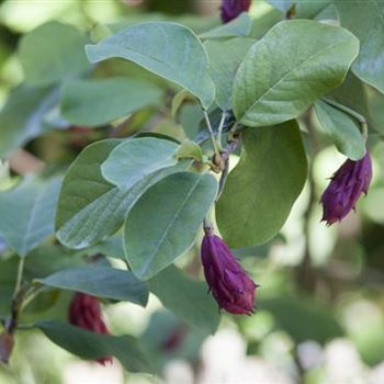 Magnolia sieboldii