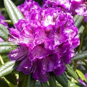 Rhododendron 'Kabarett'®