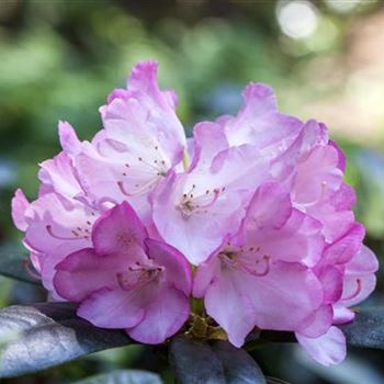 Rhododendron smirnowii 'Silberpfeil'