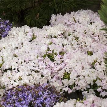 Rhododendron keleticum 'Robert Seleger'