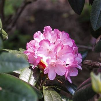 Rhododendron smirnowii 'Silberpfeil'