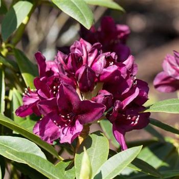 Rhododendron 'Polarnacht'