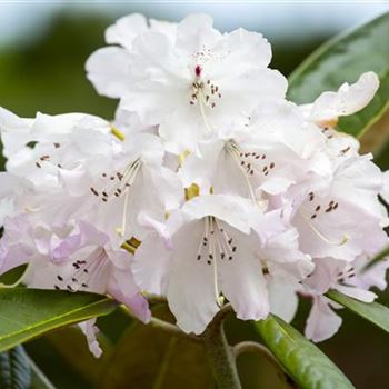 Rhododendron smirnowii 'Silberpfeil'