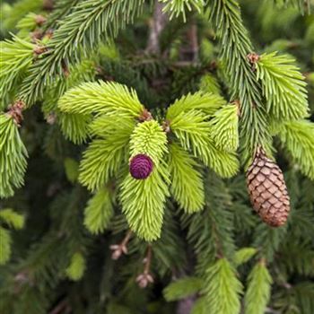 Picea abies 'Acrocona'