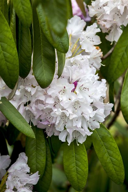 Rhododendron 'Silberpfeil' von Bruns Pflanzen
