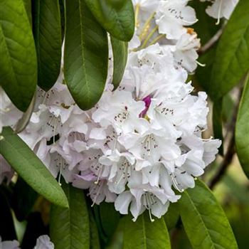 Rhododendron smirnowii 'Silberpfeil'