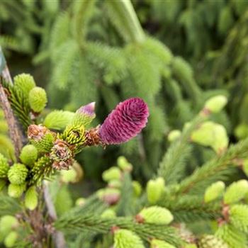 Picea abies 'Acrocona'