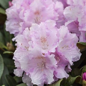 Rhododendron yakushimanum 'Silberwolke'