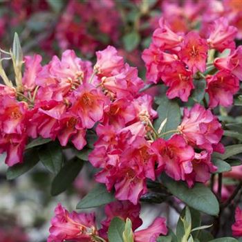 Rhododendron 'Abendsonne'