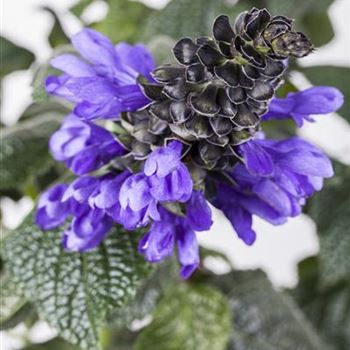 Salvia azurea var. grandiflora