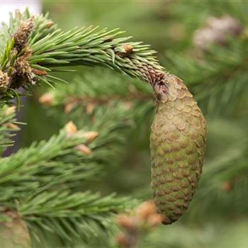 Picea abies 'Acrocona'