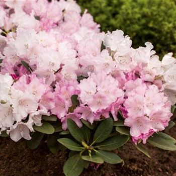 Rhododendron yakushimanum 'Silberwolke'