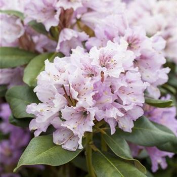 Rhododendron yakushimanum 'Silberwolke'