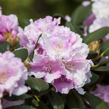 Rhododendron yakushimanum 'Silberwolke'