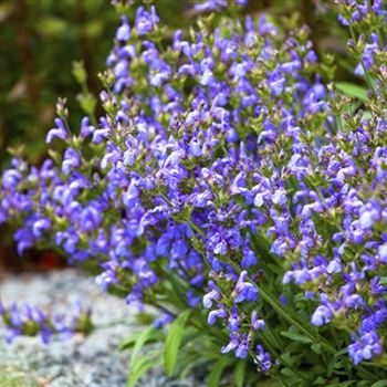 Salvia lavandulifolia