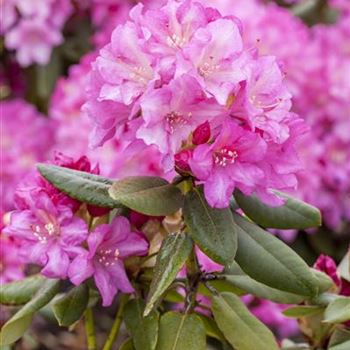 Rhododendron yakushimanum 'Blurettia'