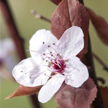 Prunus cerasifera 'Nigra'