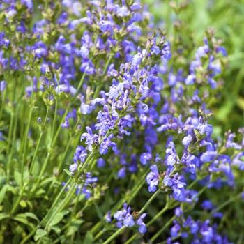 Salvia lavandulifolia