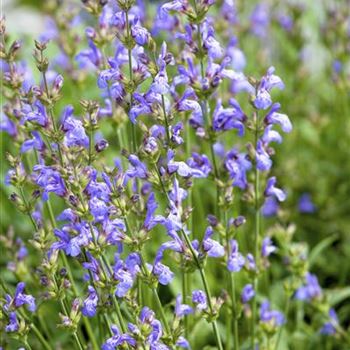 Salvia lavandulifolia