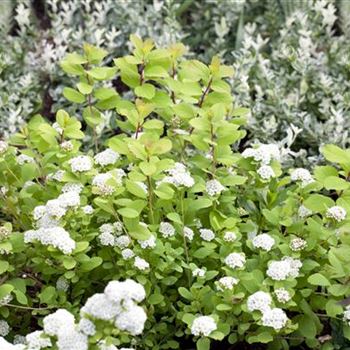 Spiraea betulifolia 'Tor Gold'