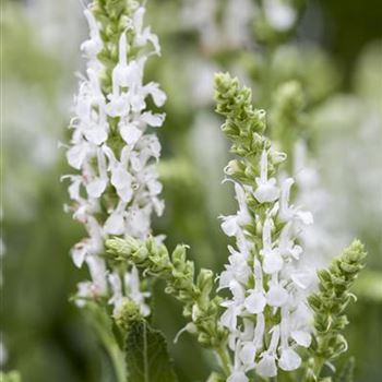 Salvia nemorosa 'Adrian'