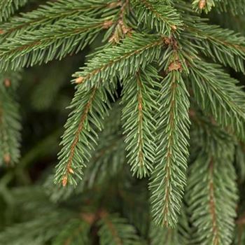 Picea abies 'Inversa'