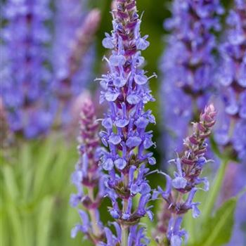 Salvia nemorosa 'Blauhügel'