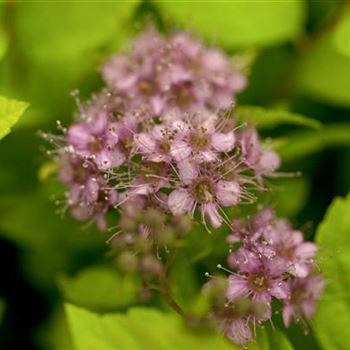 Spiraea japonica 'Goldflame'