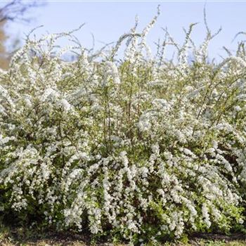 Spiraea