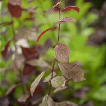 Prunus cerasifera 'Nigra'