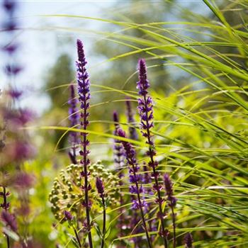 Salvia nemorosa 'Caradonna'