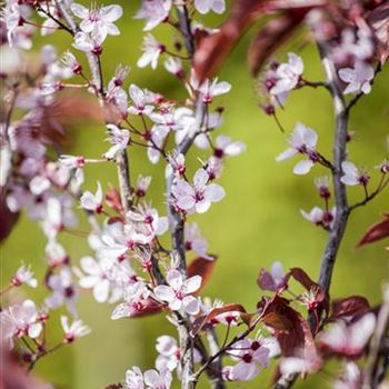 Prunus cerasifera 'Nigra'