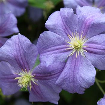 Clematis_Perle_de_Azur.jpg