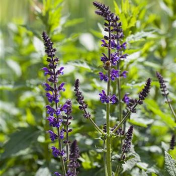 Salvia nemorosa 'Mainacht'