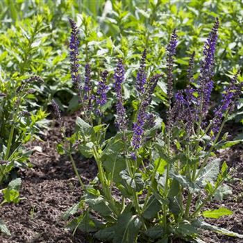 Salvia nemorosa 'Mainacht'