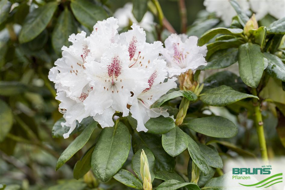 rhododendron bureavii hydon velvet Rhododendron 'Hydon Velvet' Wei-Rosa kaufen