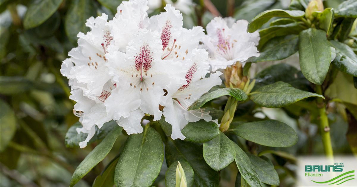 Rhododendron 'Schneeauge' von Bruns Pflanzen