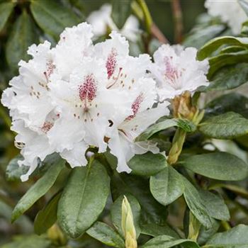 Rhododendron 'Schneeauge'