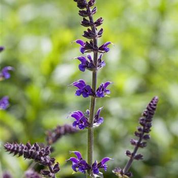 Salvia nemorosa 'Mainacht'