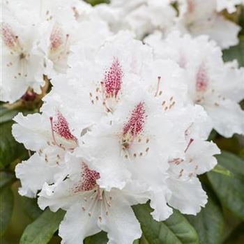 Rhododendron 'Schneeauge'