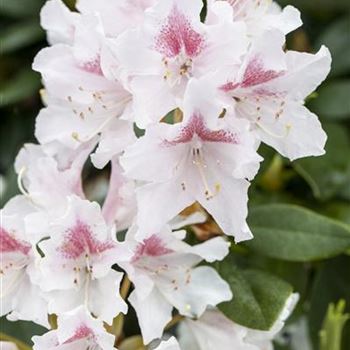 Rhododendron 'Schneeauge'