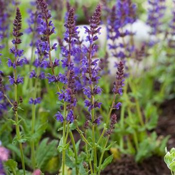 Salvia nemorosa 'Ostfriesland'