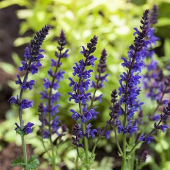 Salvia nemorosa 'Ostfriesland'