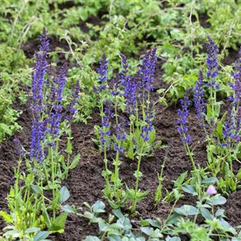 Salvia nemorosa 'Ostfriesland'